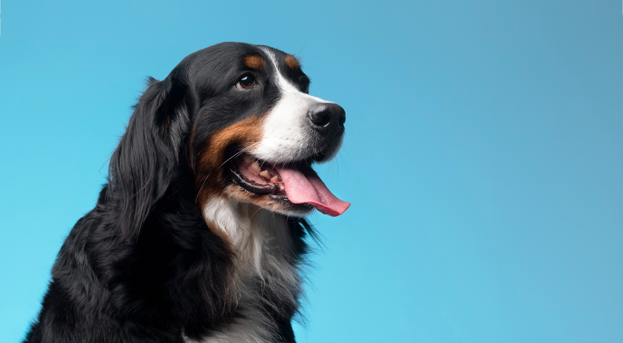 Comment aider un chien hyperactif stresse ou anxieux